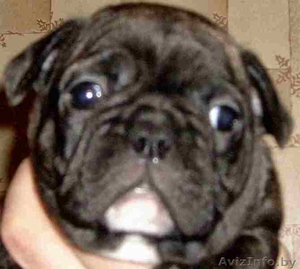 *~*~*ЩЕНОК ФРАНЦУЗСКОГО БУЛЬДОГА*~*~* #64814