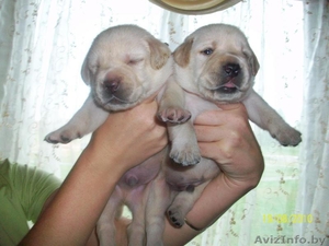 Лабрадора ретривера щенки #71040