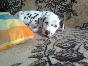 щенка далматина #73596