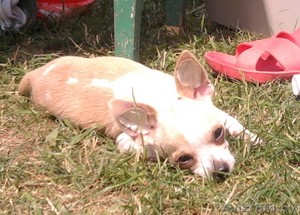 чихуахуа подрощенный кобель без недостатков #62685