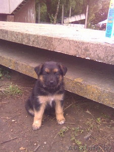 щенки двортерьера #68228