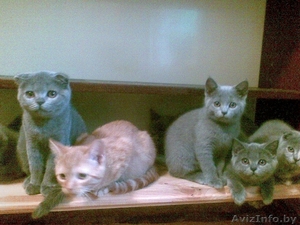 плюшевые британцы #71155