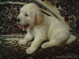 Продаю щенков золотистого ретривера #63124