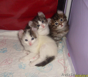 Американский кёрл - котята для Вас #71825
