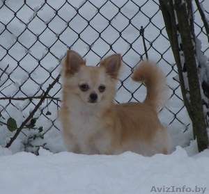 Чихуа-хуа кобель для вязок #65387