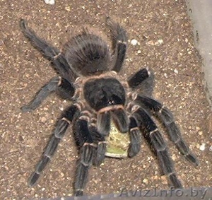 паук птицеед Lasiodora parahybana #70971