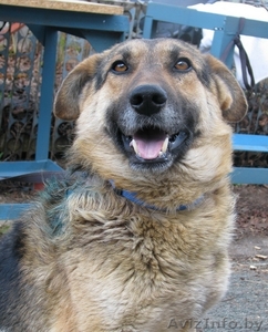 Гармиш - чепрачный кареглазый пес-мечта #72769