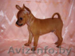 щенки русского той терьера #69544