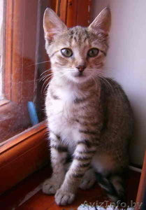 В дар полосатенькая кошечка #61758