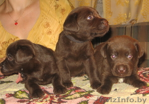 шоколадные щенки лабрадора #60177