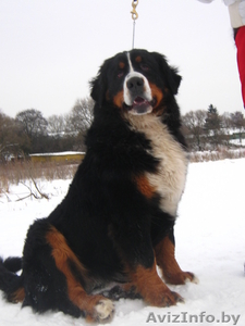 Щенки бернского зенненхунда #64405