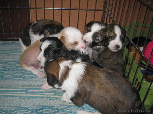 китайская хохлатая собака щенки голые и пуховые #70523