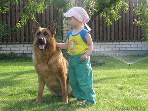 Продам щенков немецкой овчарки #61838