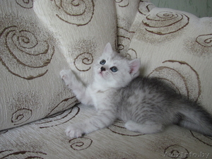 Элитные британские короткошерстные котята #67306