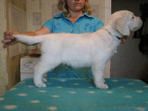 золотые щеночки #66927