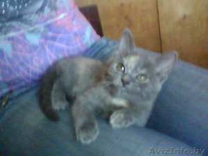 Котята продам дёшево #69279