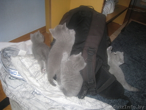 голубые британцы #67033