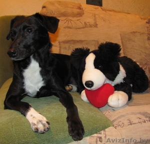 В дар - собака,  девочка,  38 см. в холке,  чёрненькая в белых носочках #69663