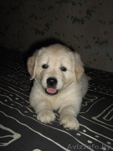 Продам щенков голден ретривера #56339