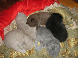 Британские котята супер #70121