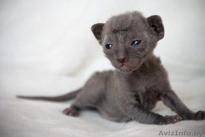 Котята корниш-рекс голубого окраса #71814