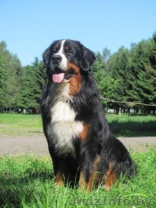 Щенки Бернского зенненхунда.  Отличная родословная. #69327