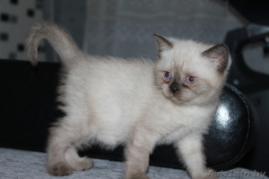 Продажа элитных британских короткошерстных котят #67561