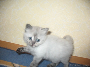 Котята сибирской кошки #66846