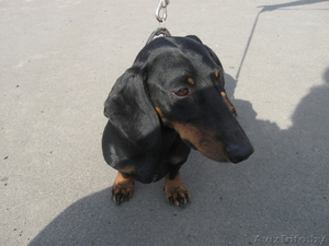 Очаровательная такса ищет новых хозяев #68584