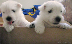 Симпатичные щеночки Вест Хайленд Уайт Терьера #71121