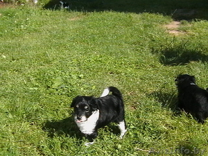 Отдам щенка в добрые руки! #64859