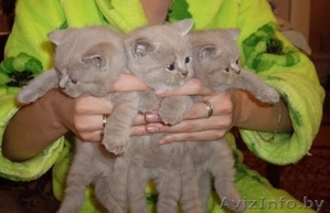 Британскеи и шотландские вислоухие котята #70430