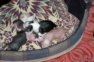 Китайская Хохлатая собачка #15018