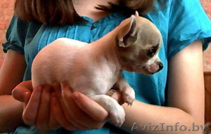 Щенки ЧиХуаХуа в  Минске #63064