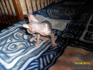 Продается котенок сфинкса #68989