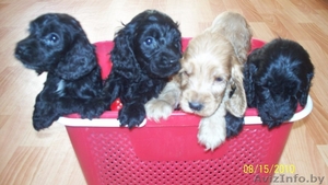 английский кокер спаниель #68023