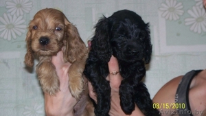 Английский кокер спаниель щенки #66511