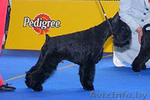 Цвергшнауцера элитные щенки! +375 29 770 97 90 #62531