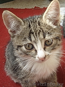 Подарю котят 1, 5 мес #65636