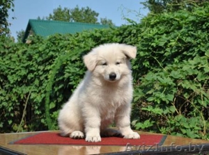 щенки белой швейцарской овчарки #64866