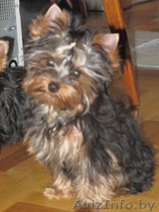 щенкf йоркширского терьера #37263