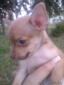 Милашка тойчик. #68109