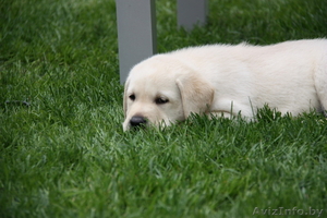 высокопородные палевые щенки лабрадора! #60625