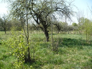 Участок с ветхим домом #69392