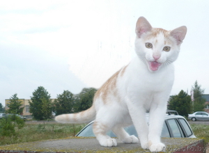 котик в дар 4 мес. #73394