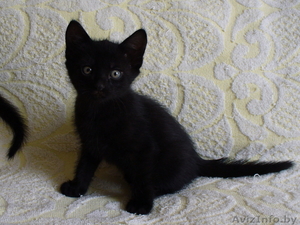 Котенок 1 мес. 1 нед. в хорошие руки #71722