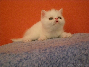 Экзотические котята #66843
