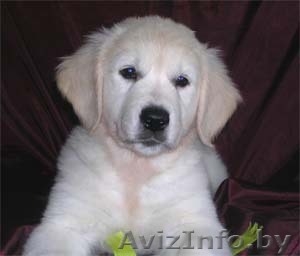 щенки золотистого (голден) ретривера #22525