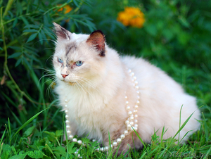 Воплощенная гармония - кошечка-мечта - голубоглазая пушистая красавица #65513