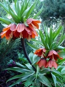 Продам императорские рябчики #68667